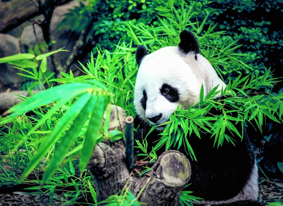 China Tours