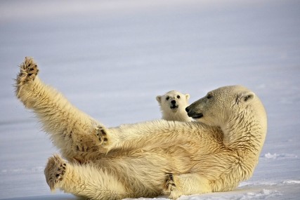 MS Fram/Spitsbergen - 10 Days In the Realm of the Polar Bear (Svalbard)