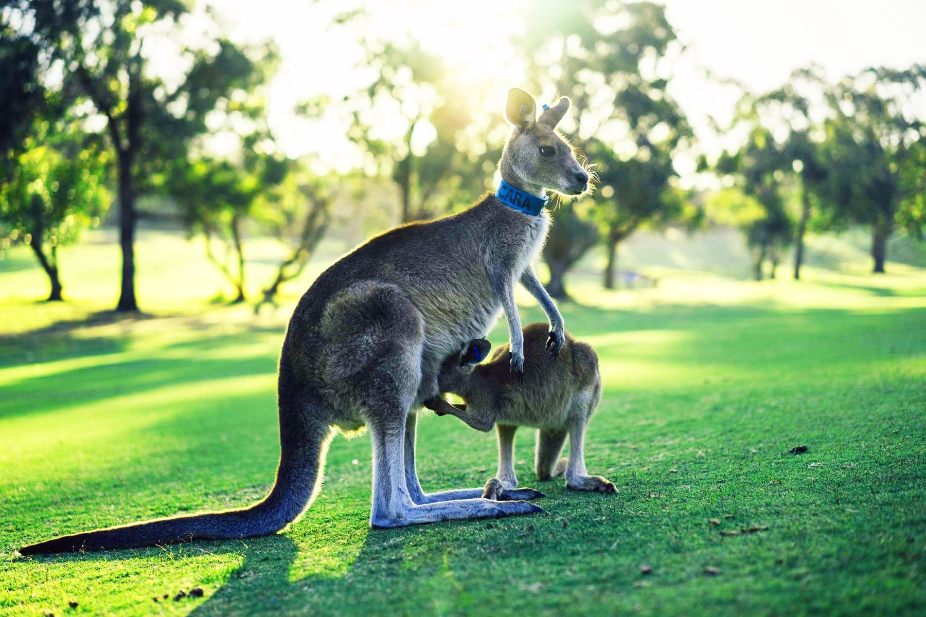 Sydney - Blue Mountains & Australian Wildlife (Full Day) photo 960