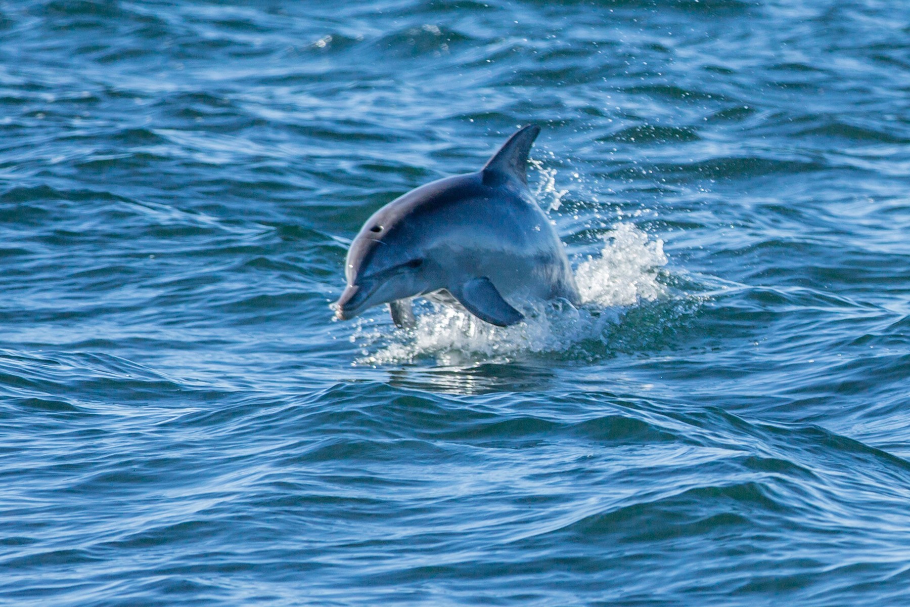 Sydney - Port Stephens Dolphins & Dunes (Full Day) photo 965