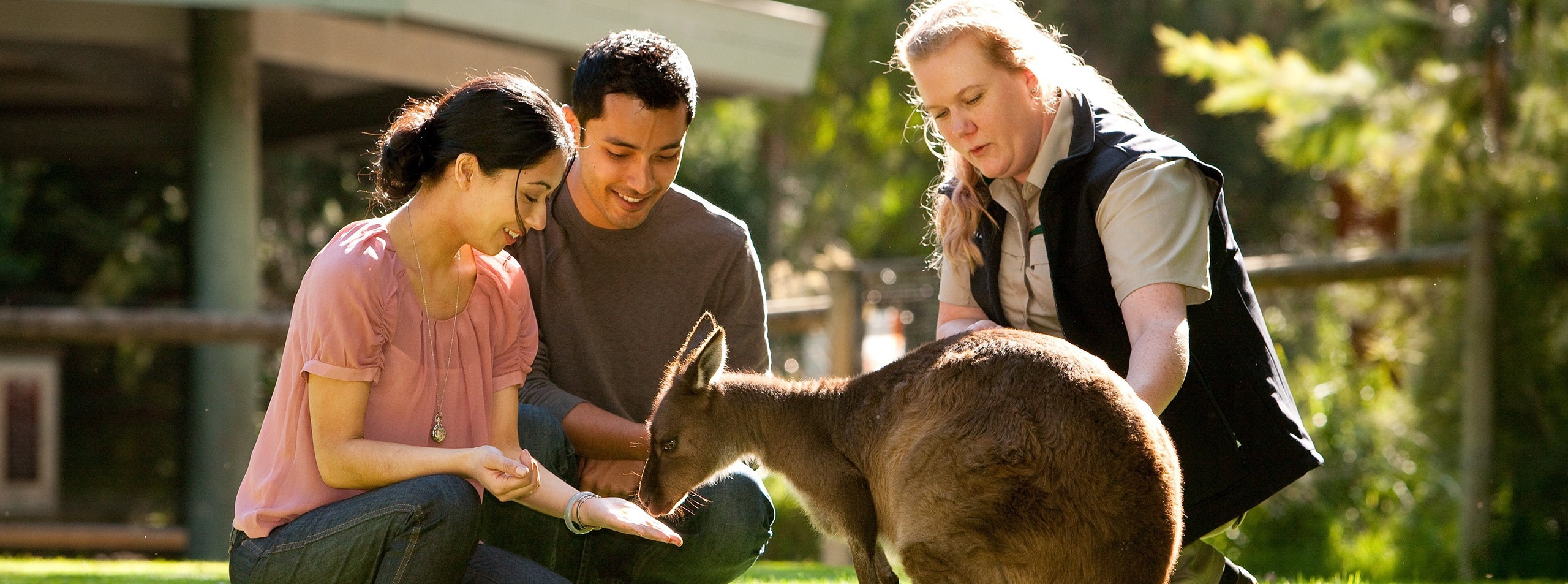 Melbourne - Puffing Billy Steam Train & Healesville Wildlife (Full Day) photo 974