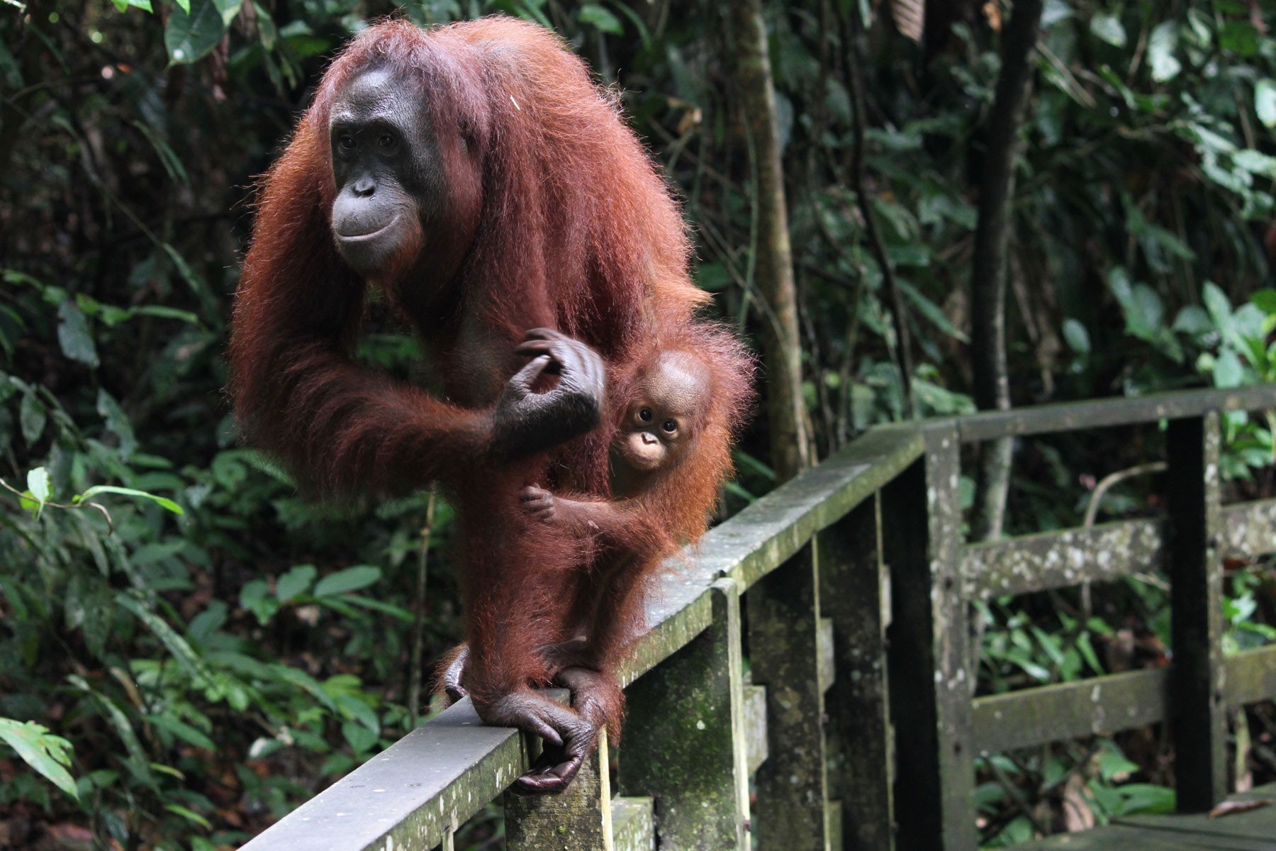 Best of Kuching - 4D3N photo 1181