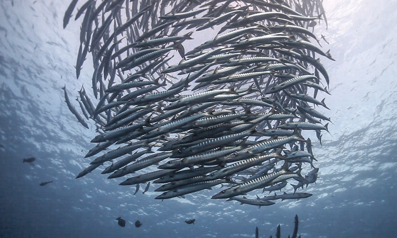 Sipadan Kapalai Dive Resort - 5D4N Dive Package photo 2272