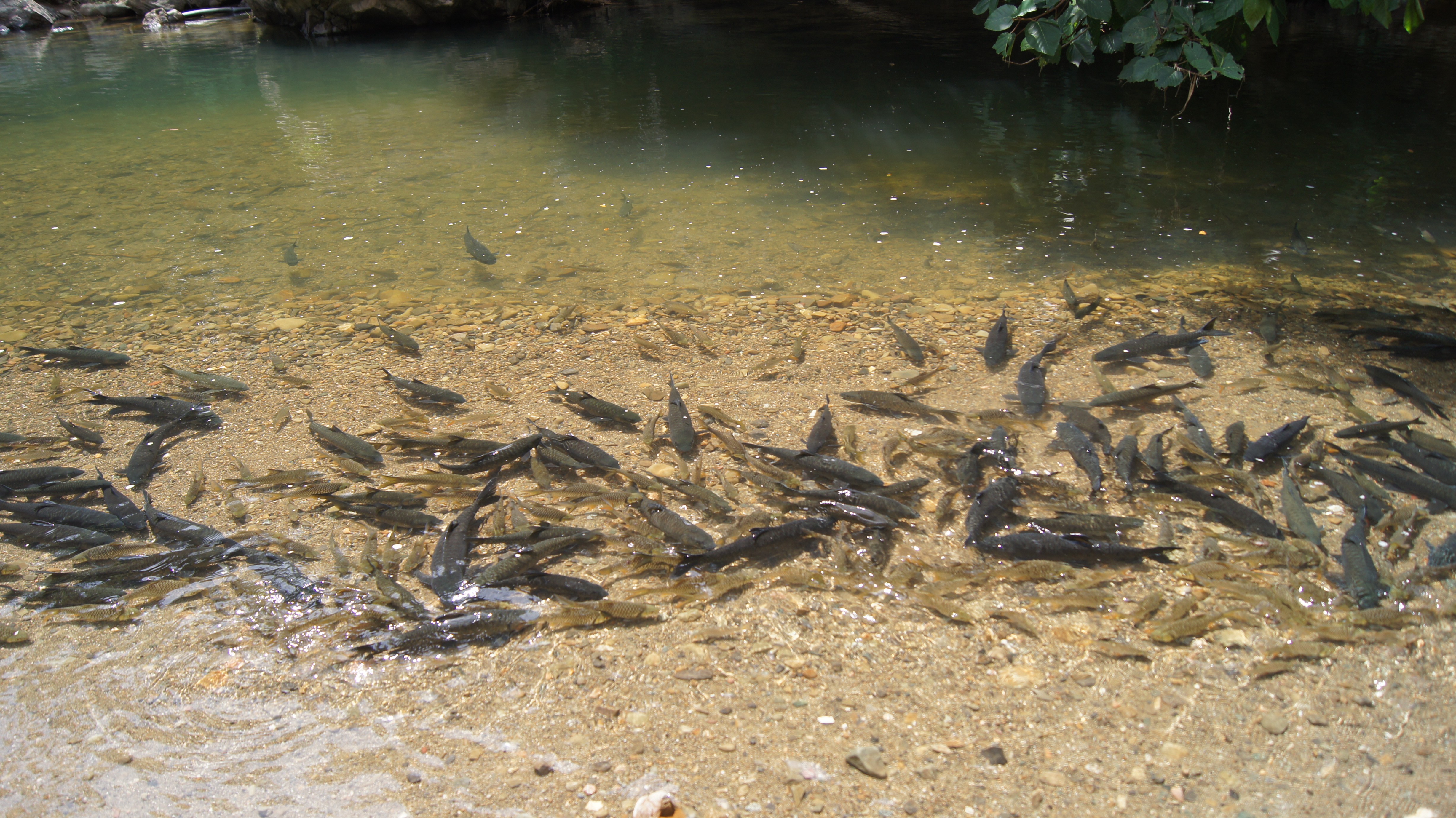 4D3N Kundasang Meets Kota Belud photo 2888
