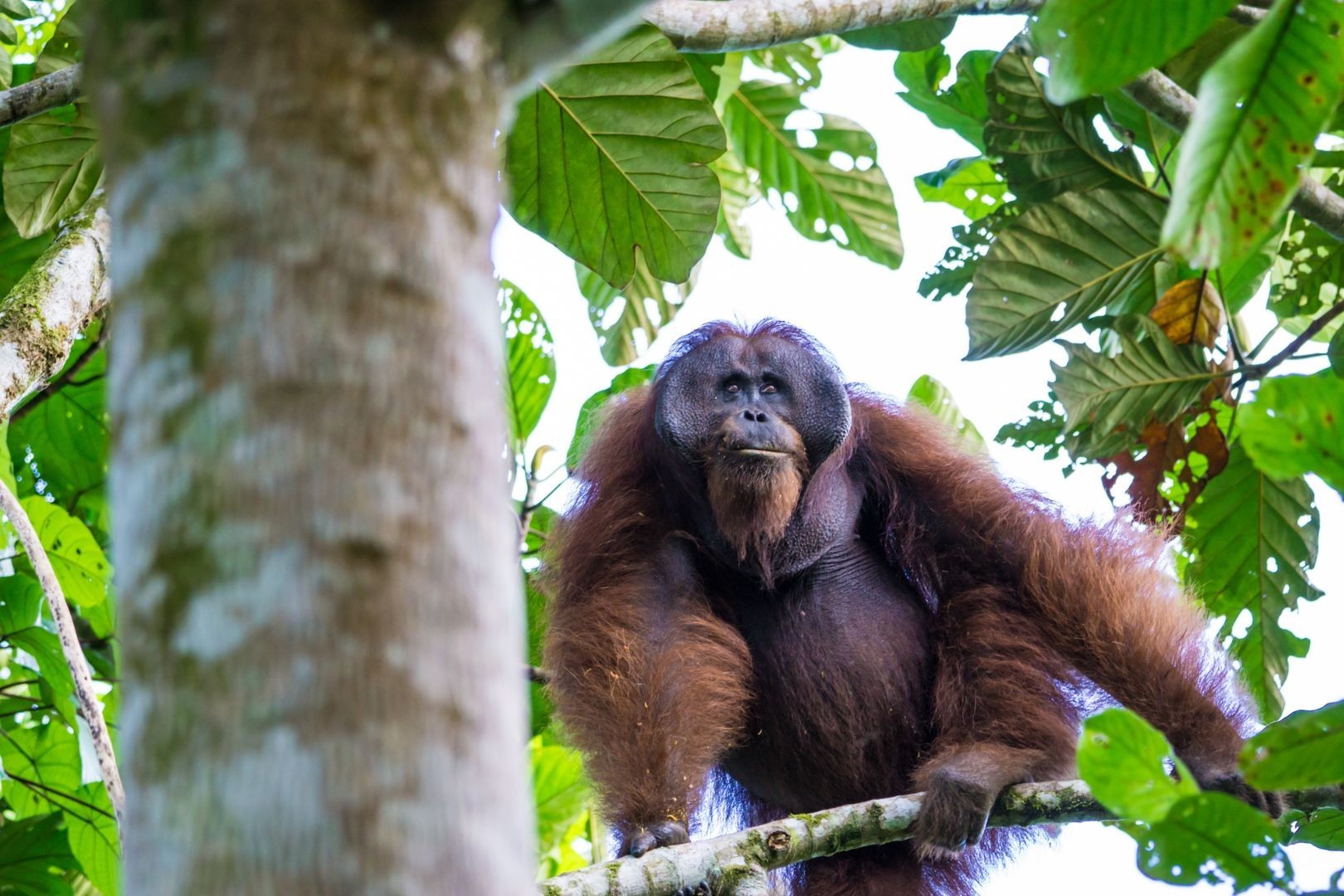 5D4N The Ultimate Sandakan Experience Package photo 2896