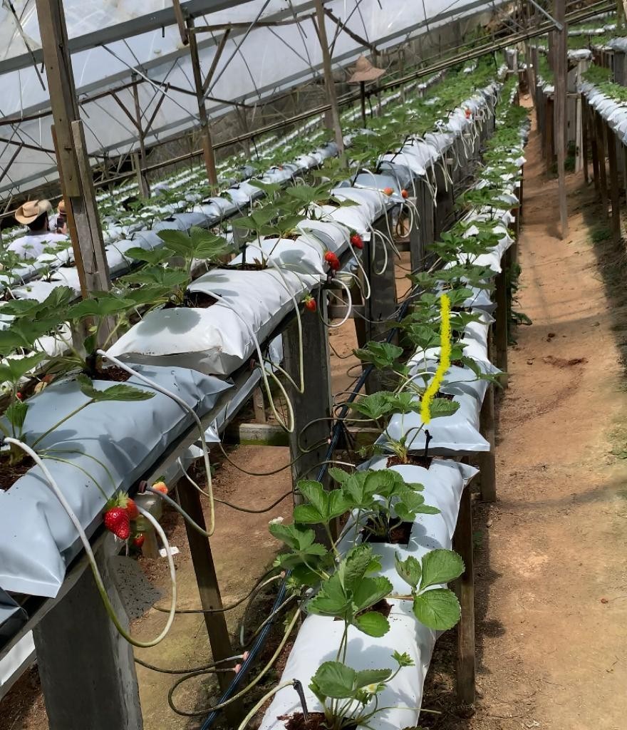 3D2N Hotel De’ La Ferns Discover Cameron Package photo 3097