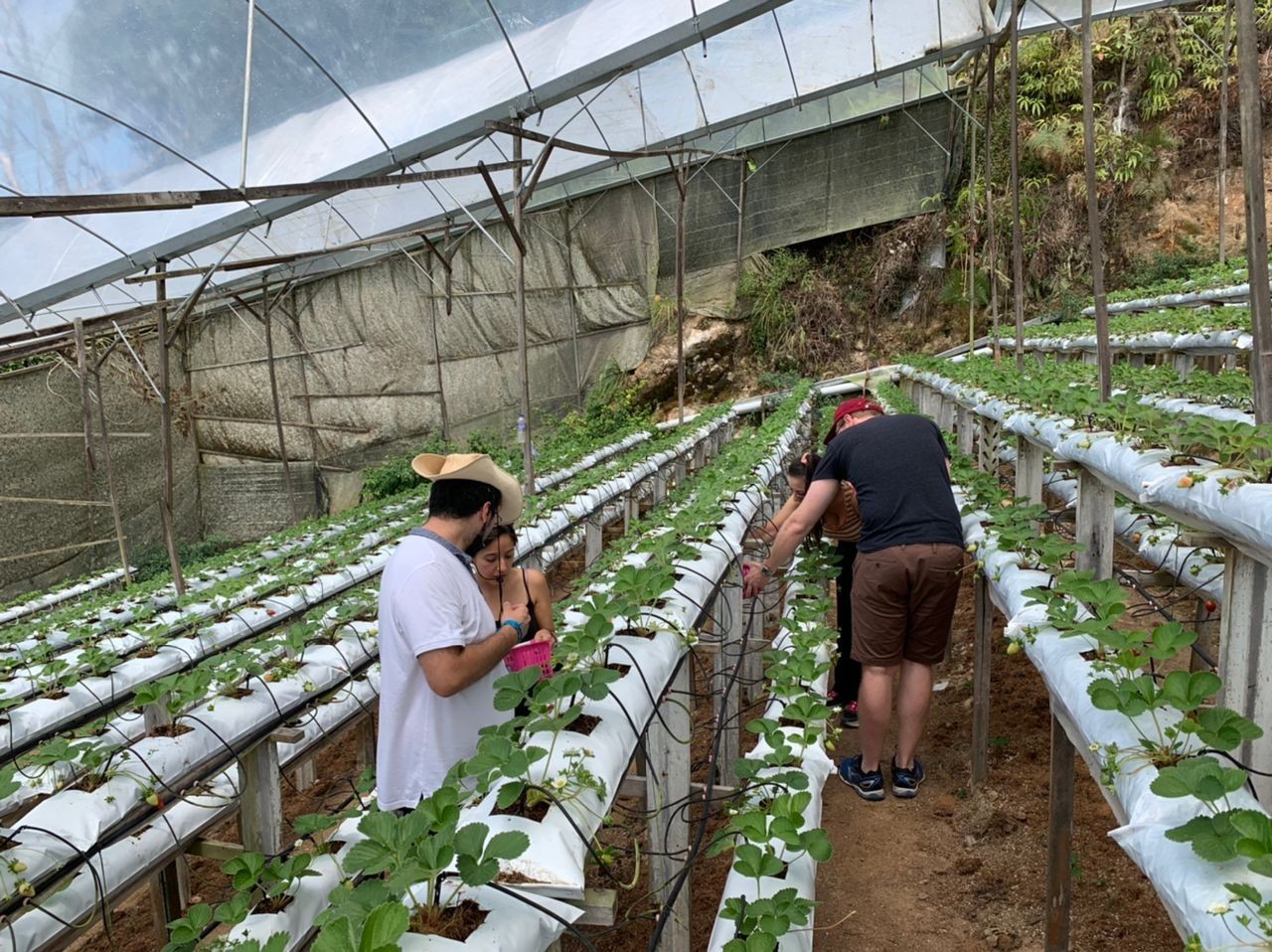 3D2N Hotel De’ La Ferns Discover Cameron Package photo 3098