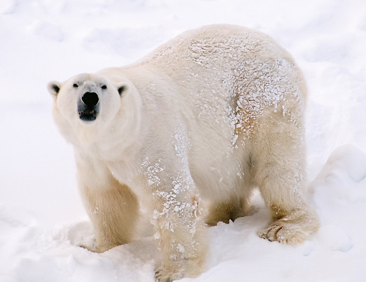 10D Finland Norway + Glass Igloo photo 3248