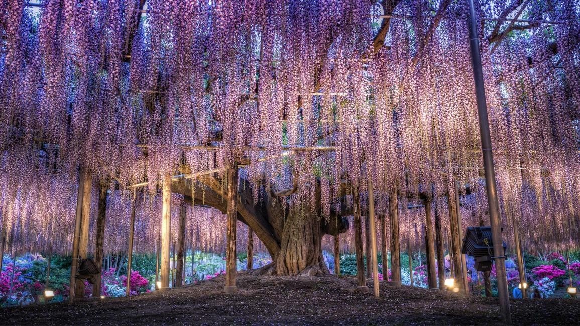 7D5N FLORAL KANTO + TOKYO FREE & EASY photo 3785