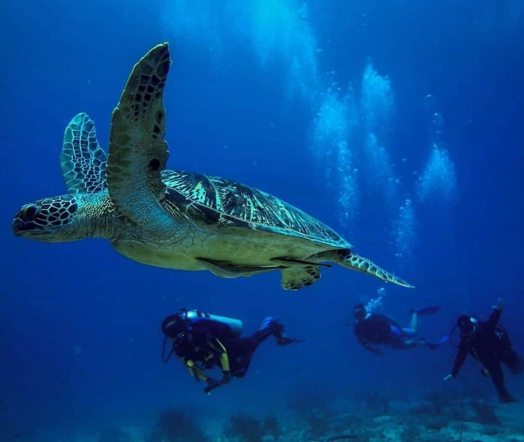 3D2N Ombak Dive Resort Snorkelling Package photo 3940