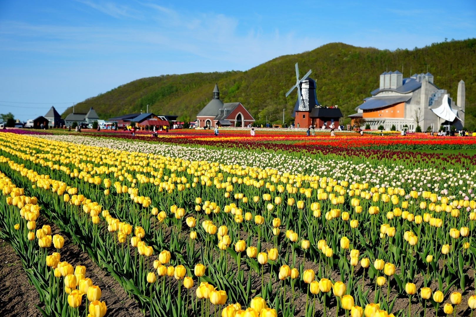 7D5N HOKKAIDO *LAVENDER / SUN FLOWER SEASON photo 4354