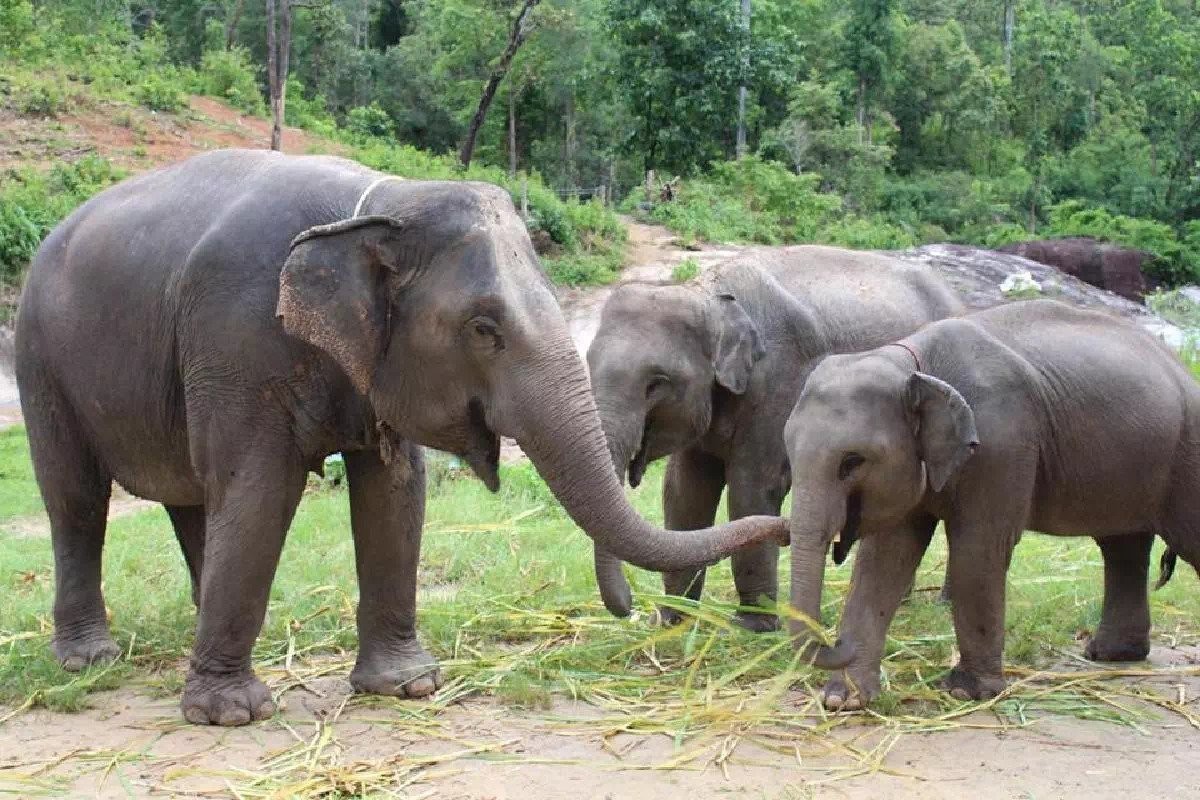 5D4N Chiang Mai Lantern Festival photo 4462