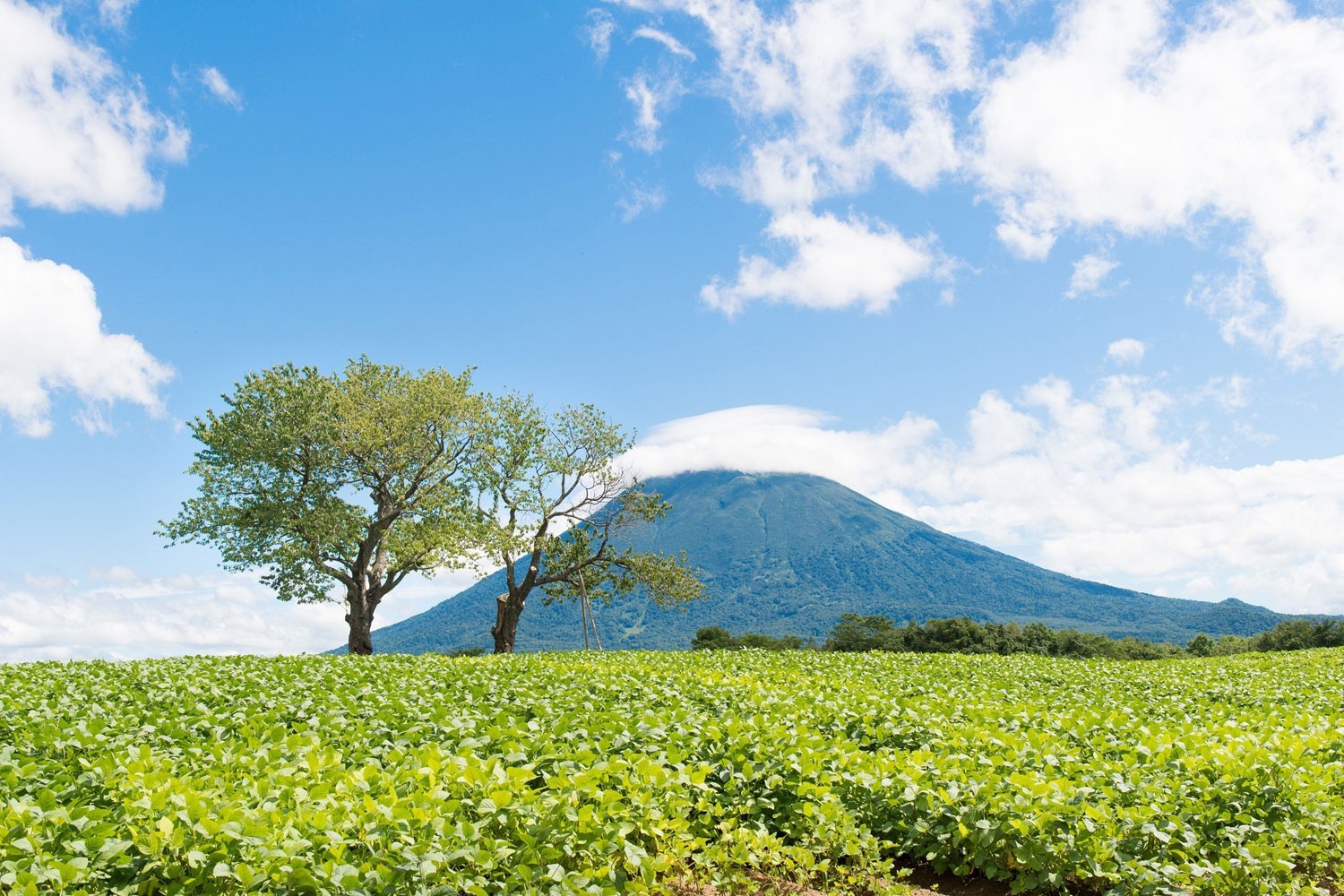 Hokkaido Private Tours 8D7N - Spring & Summer photo 4973