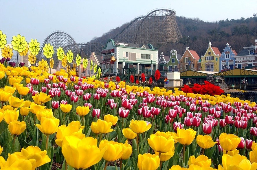 6H4M KOREA + EVERLAND THEME PARK TULIP FEST - Muslim photo 5336