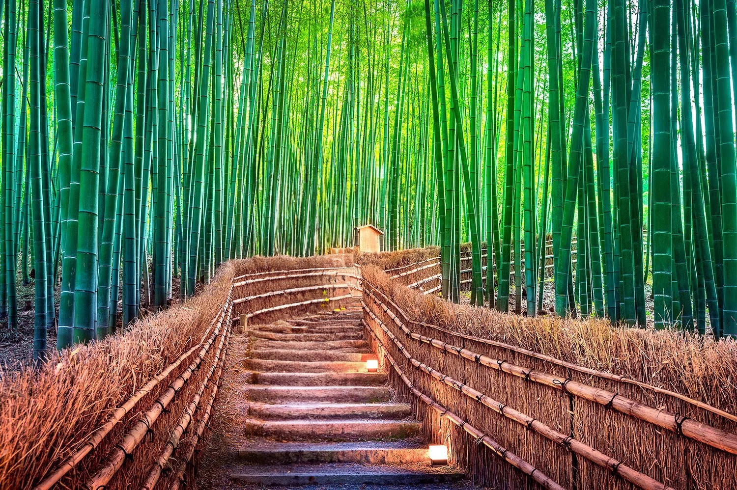 8H6M OSAKA + KYOTO + MT. FUJI + TOKYO - Muslim photo 5346