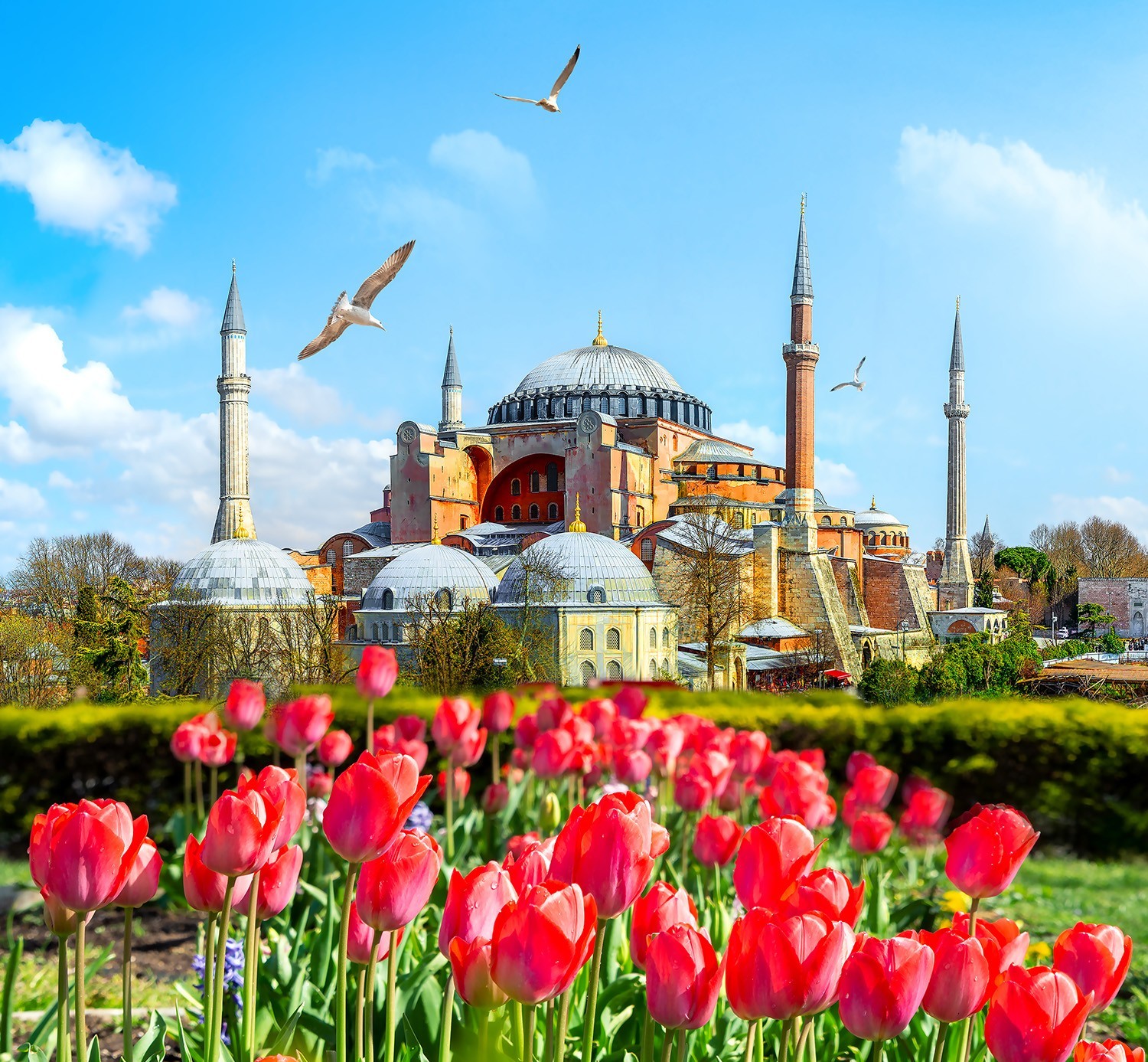 9H7M TURKIYE TULIP - Muslim photo 5404