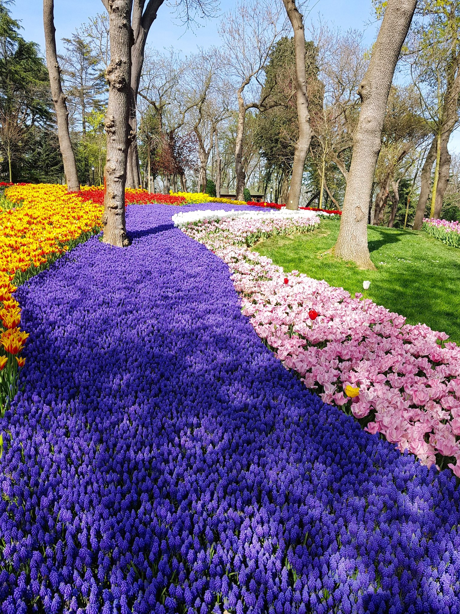 9H7M TURKIYE TULIP - Muslim photo 5408