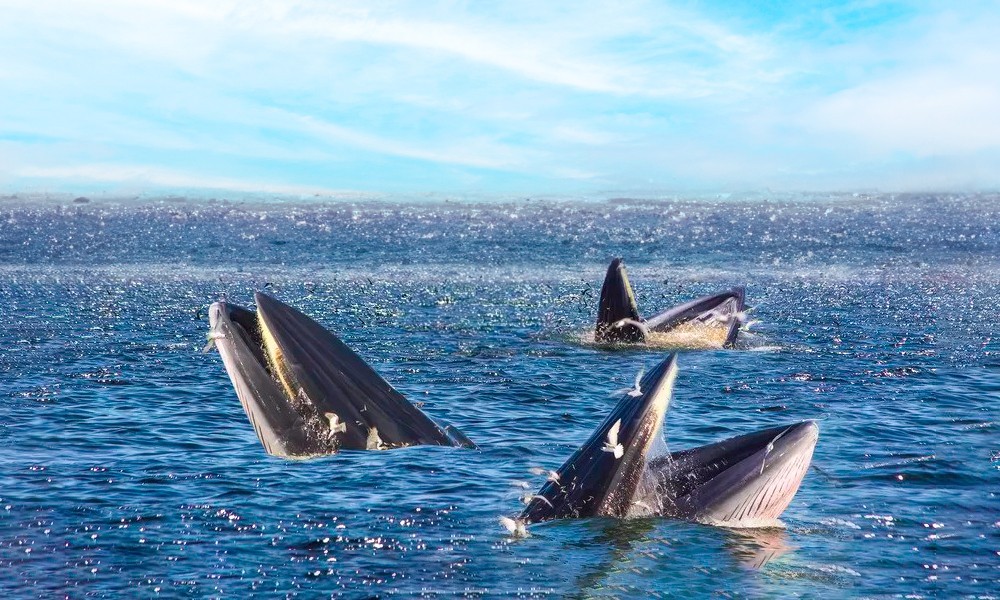 4D3N Bangkok & Whale Watching photo 5524