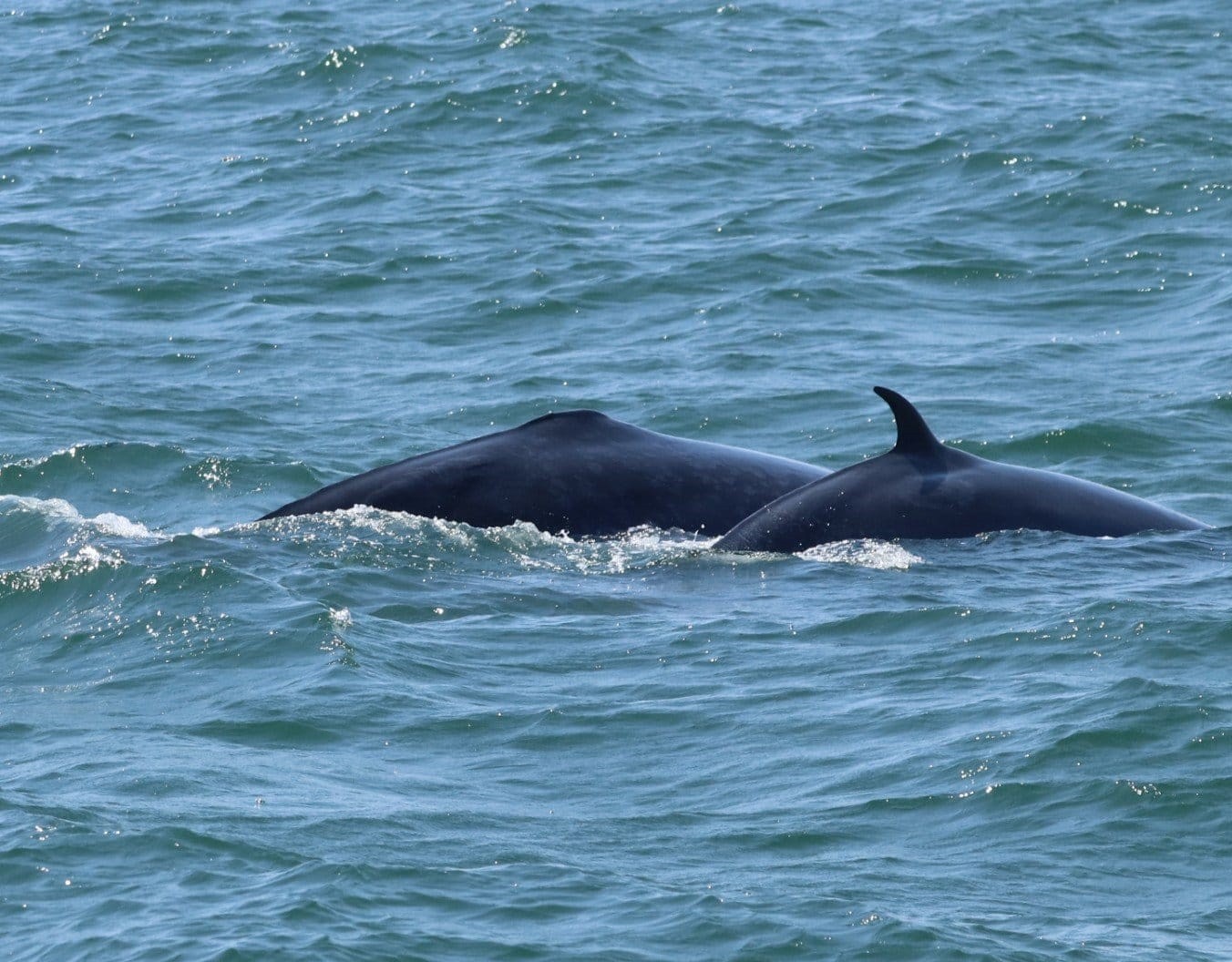 4D3N Bangkok & Whale Watching photo 5526