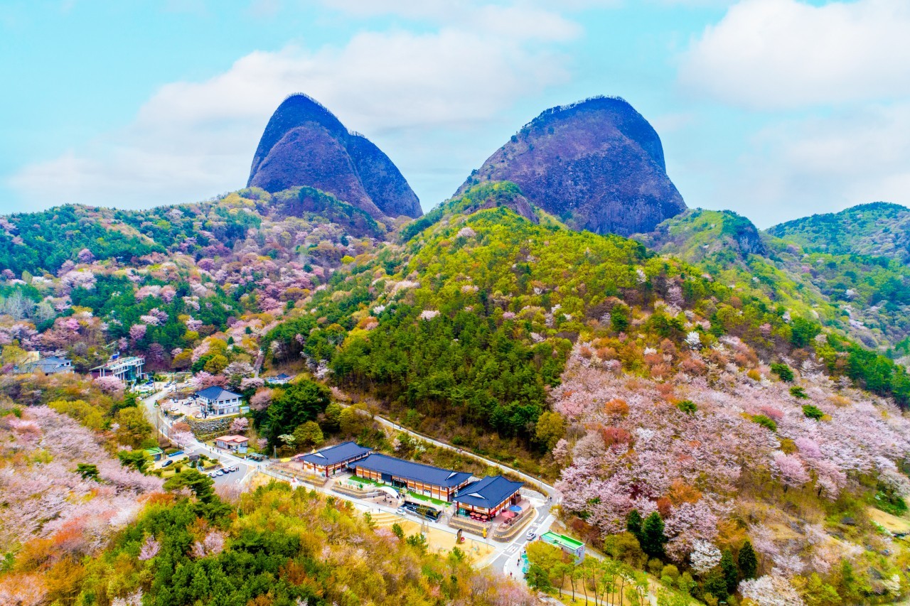 6D4N SEOUL/JEONJU/ALPACA WORLD photo 5627