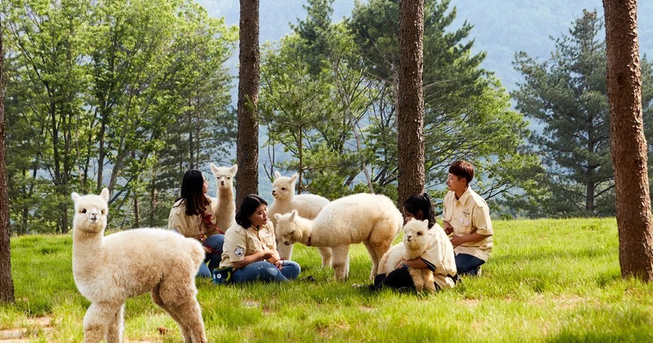 6D4N SEOUL/JEONJU/ALPACA WORLD photo 5632