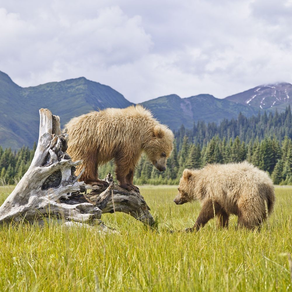 10 Days Spectacular Alaska photo 6458