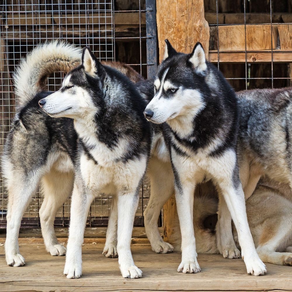 10 Days Spectacular Alaska photo 6459