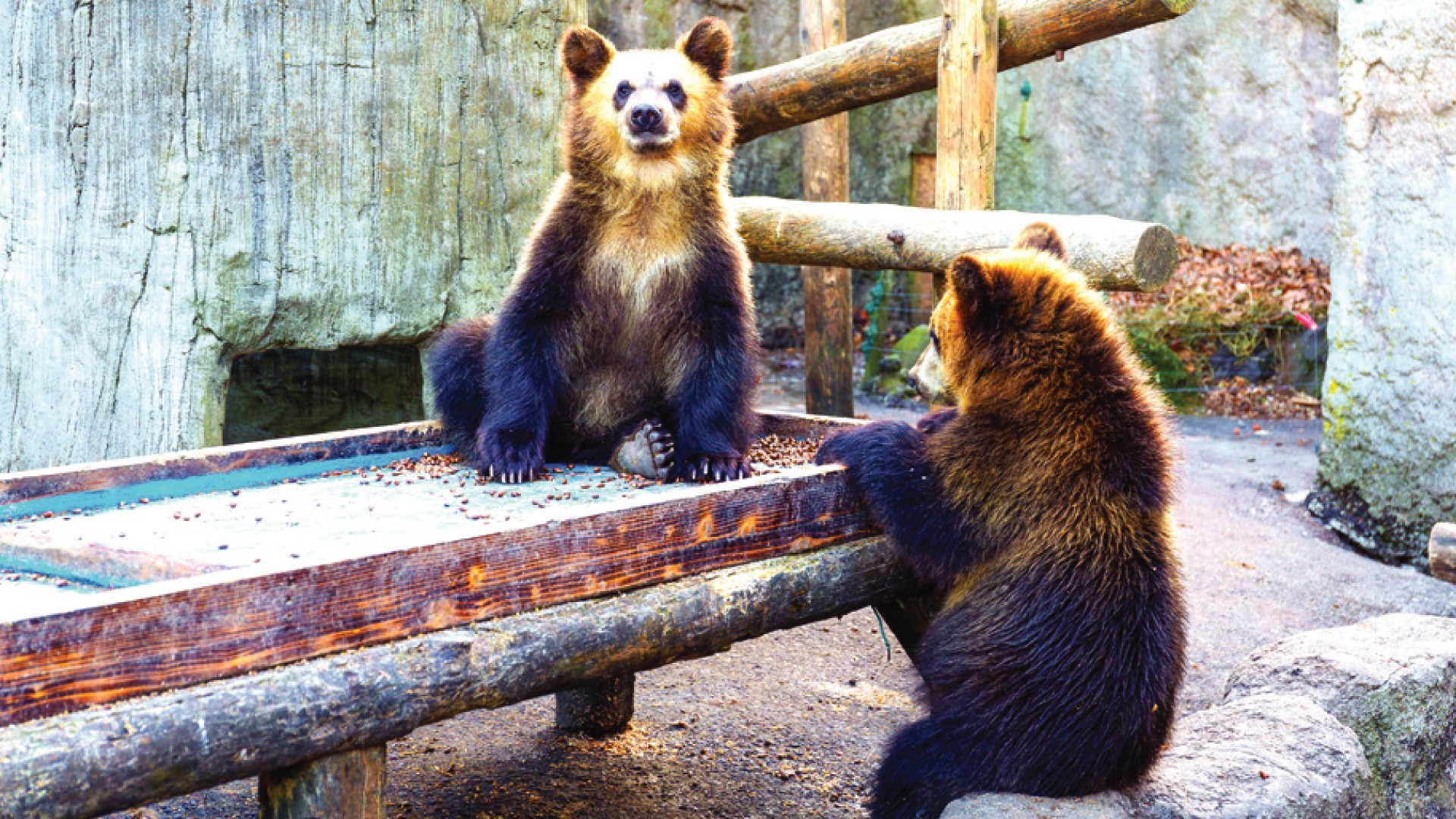 7D5N HOKKAIDO DELIGHT photo 6766