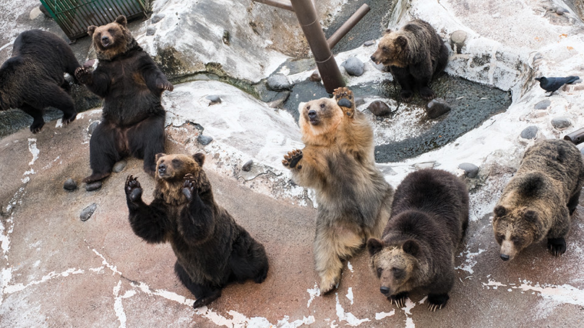 7D5N HOKKAIDO の SKI FUN (NOBORIBETSU / LAKE TOYA / OTARU / SAPPORO) photo 6771