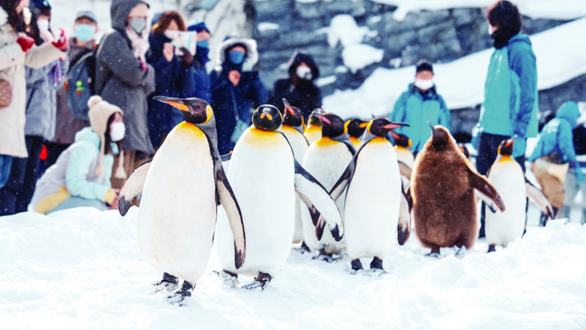 7D5N HOKKAIDO + LAKE AKAN * ABASHIRI DRIFT ICE BREAKER CRUISE photo 6774