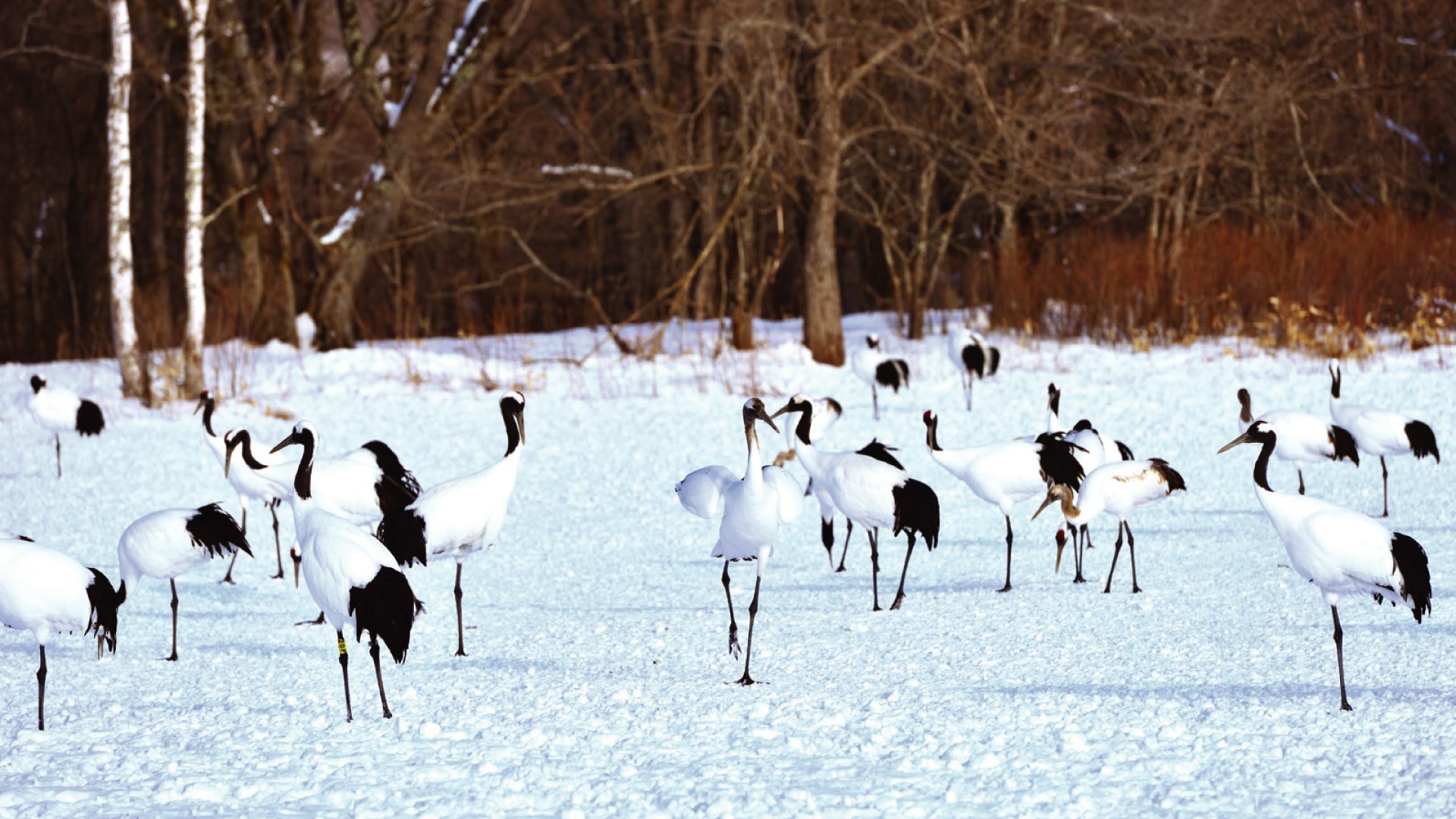 7D5N HOKKAIDO + LAKE AKAN * ABASHIRI DRIFT ICE BREAKER CRUISE photo 6775