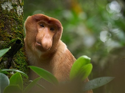 Club Med - 4D3N Borneo, Malaysia photo 7010