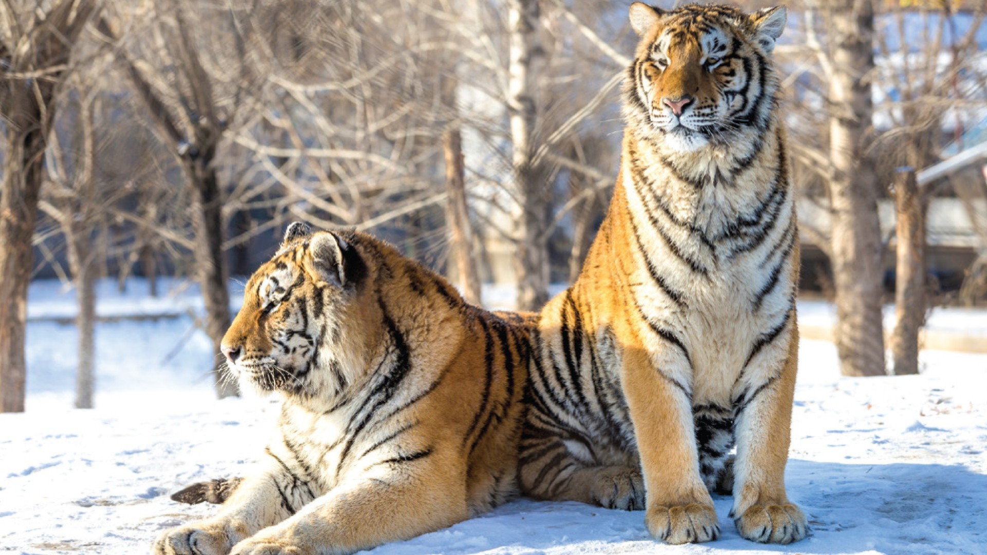 8D6N NORTHEAST WINTER WONDERLAND & BEIJING HERITAGE TOUR (JILIN· SNOW TOWN· HARBIN· BEIJING) photo 7257