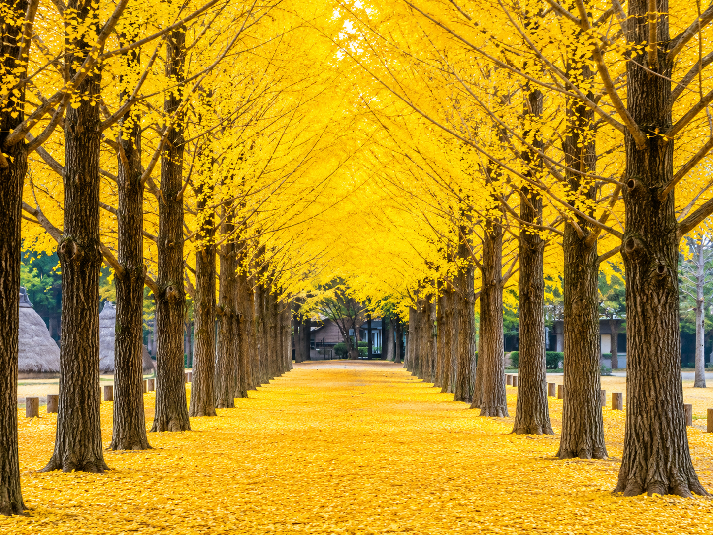 6D4N SEOUL/ NAMI ISLAND/ MOUNT SORAK photo 7494