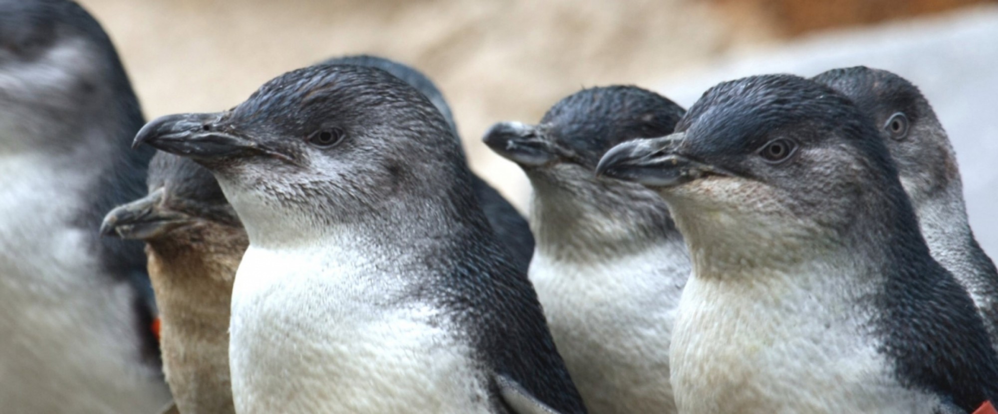 Resultado de imagen de melbourne penguins"