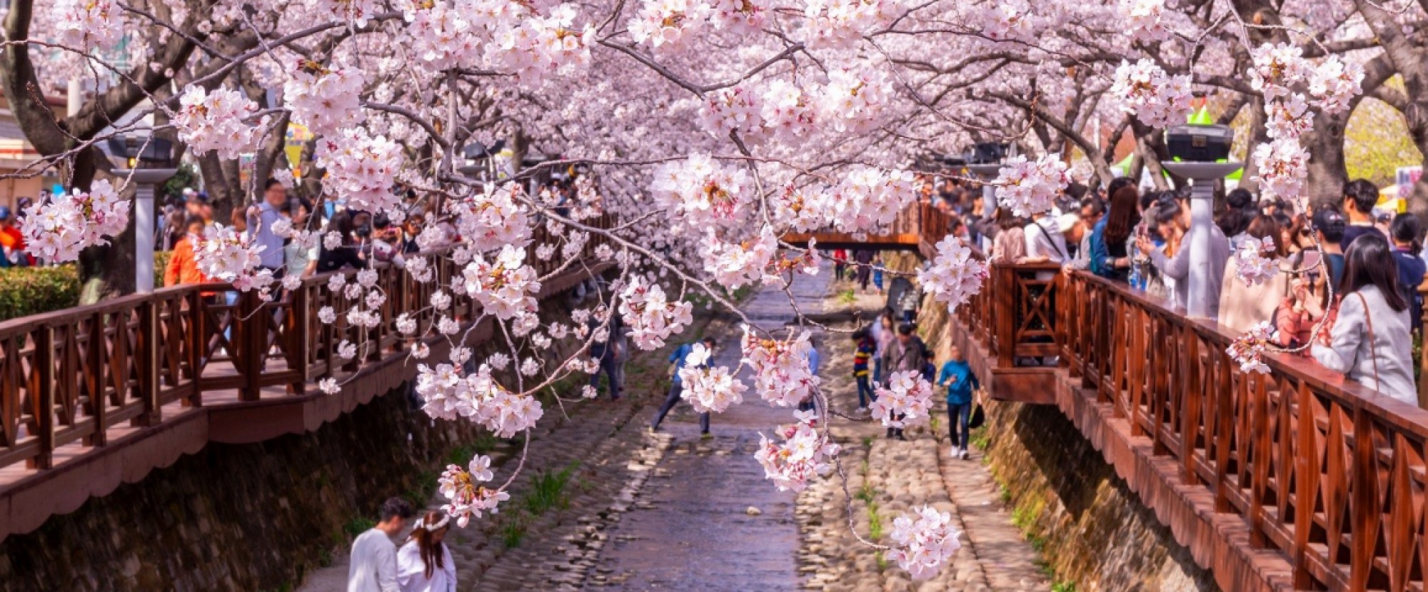 Jeju - 7D6N Busan, Gyeongju & Seoul (Sakura) photo 297