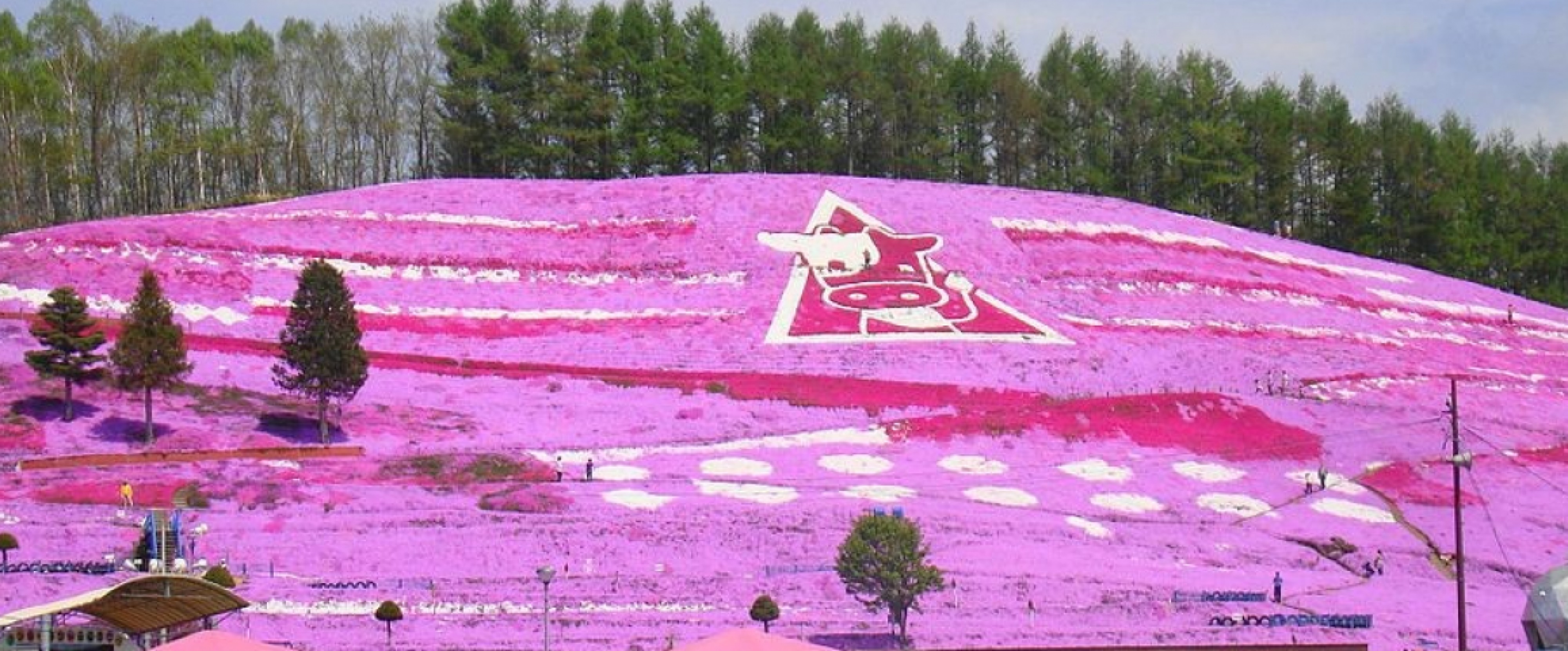 7D5N HOKKAIDO BLOSSOM SEASON photo 741