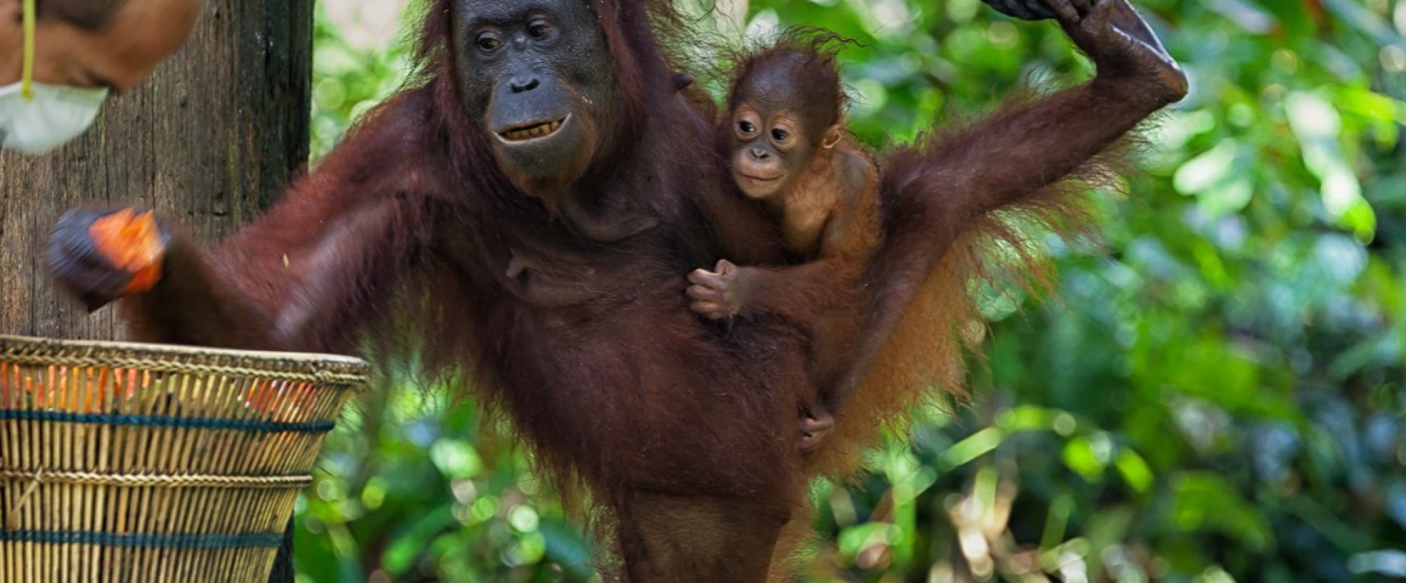 5D4N The Ultimate Sandakan Experience Package photo 546