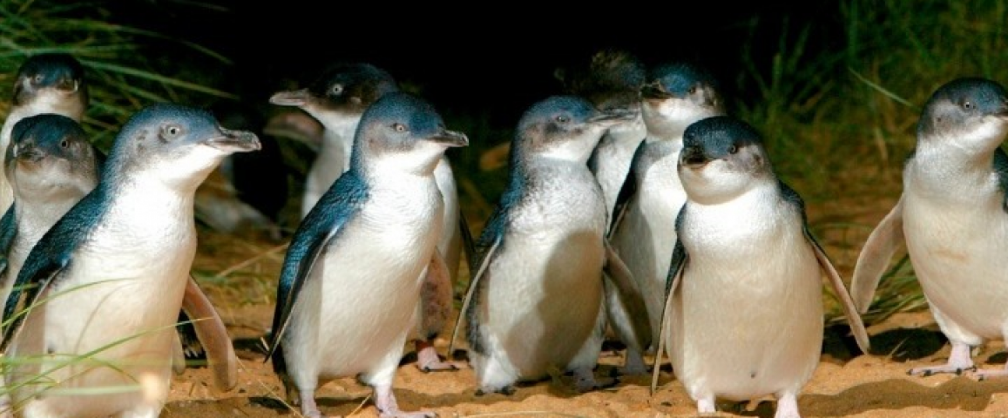 Melbourne - Phillip Island Penguin Parade (Small Group Tour) photo 895