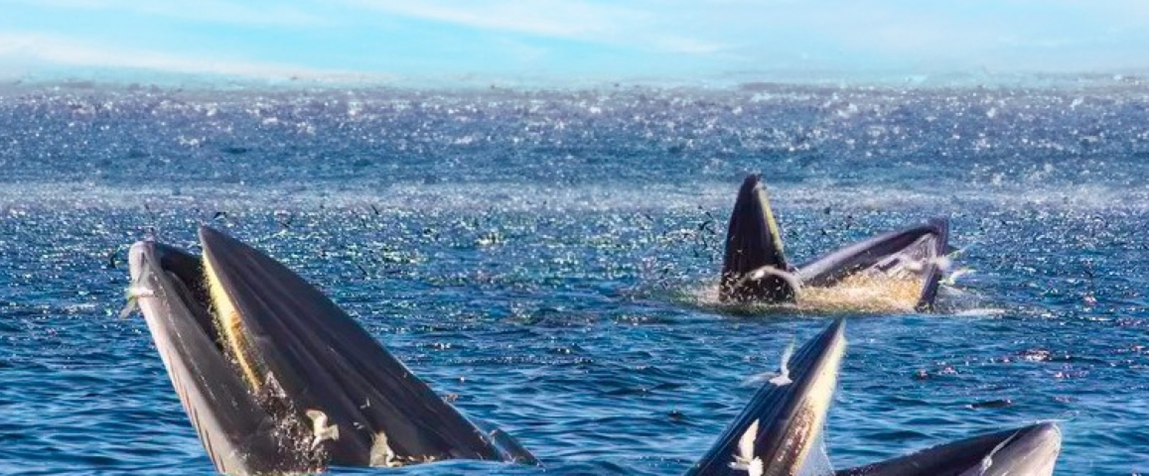 4D3N Bangkok & Whale Watching photo 947