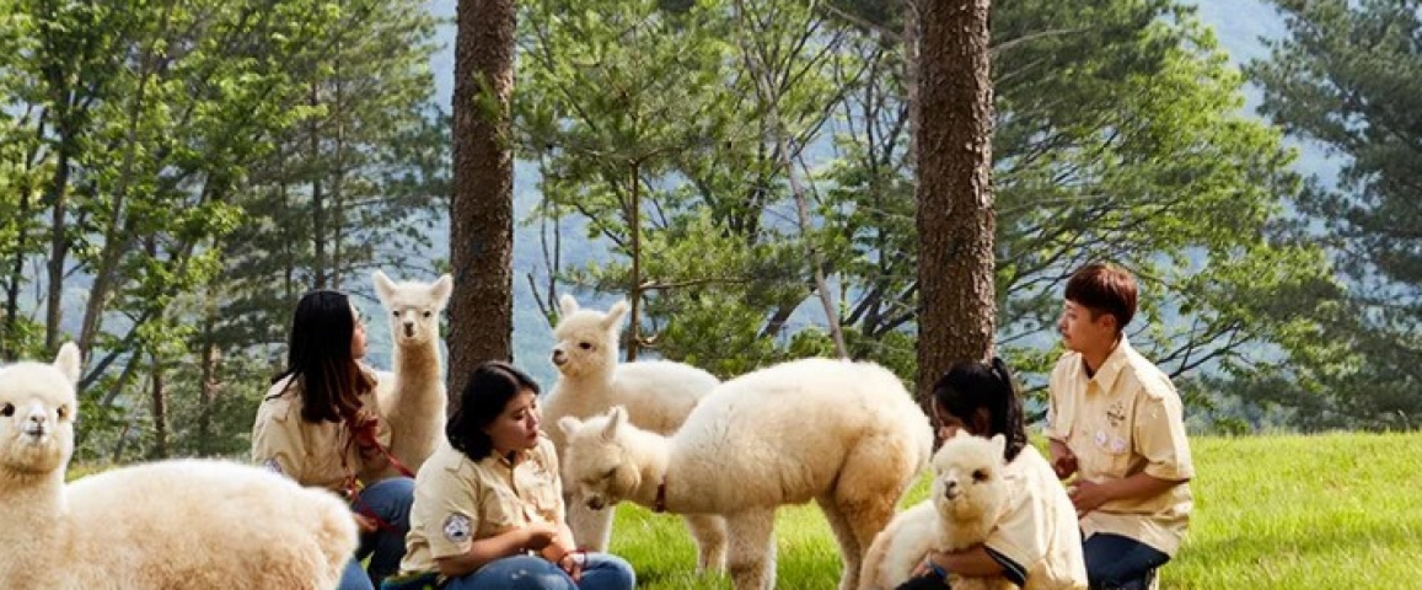 6D4N SEOUL/JEONJU/ALPACA WORLD photo 957