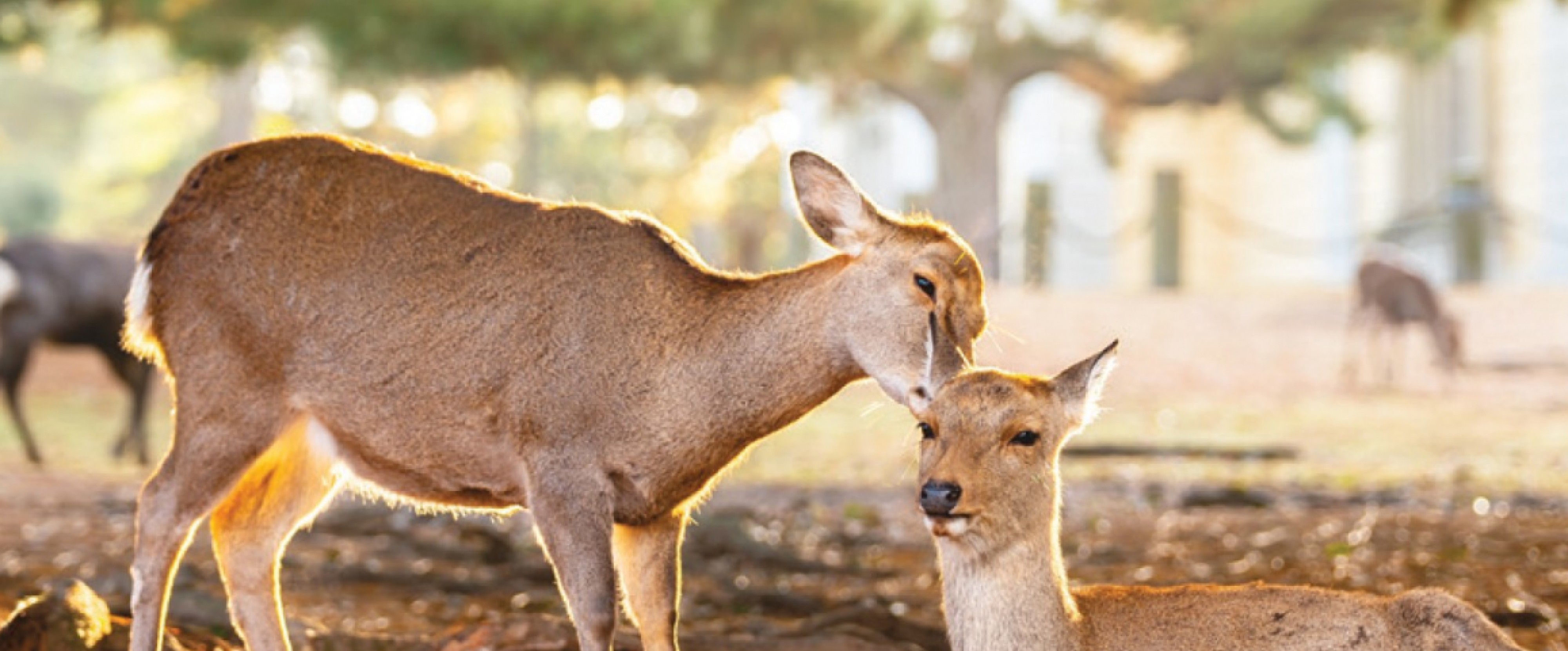 7D6N TOKYO + DISNEYLAND / MT FUJI / KYOTO [BULLET TRAIN] / NARA / OSAKA photo 1090