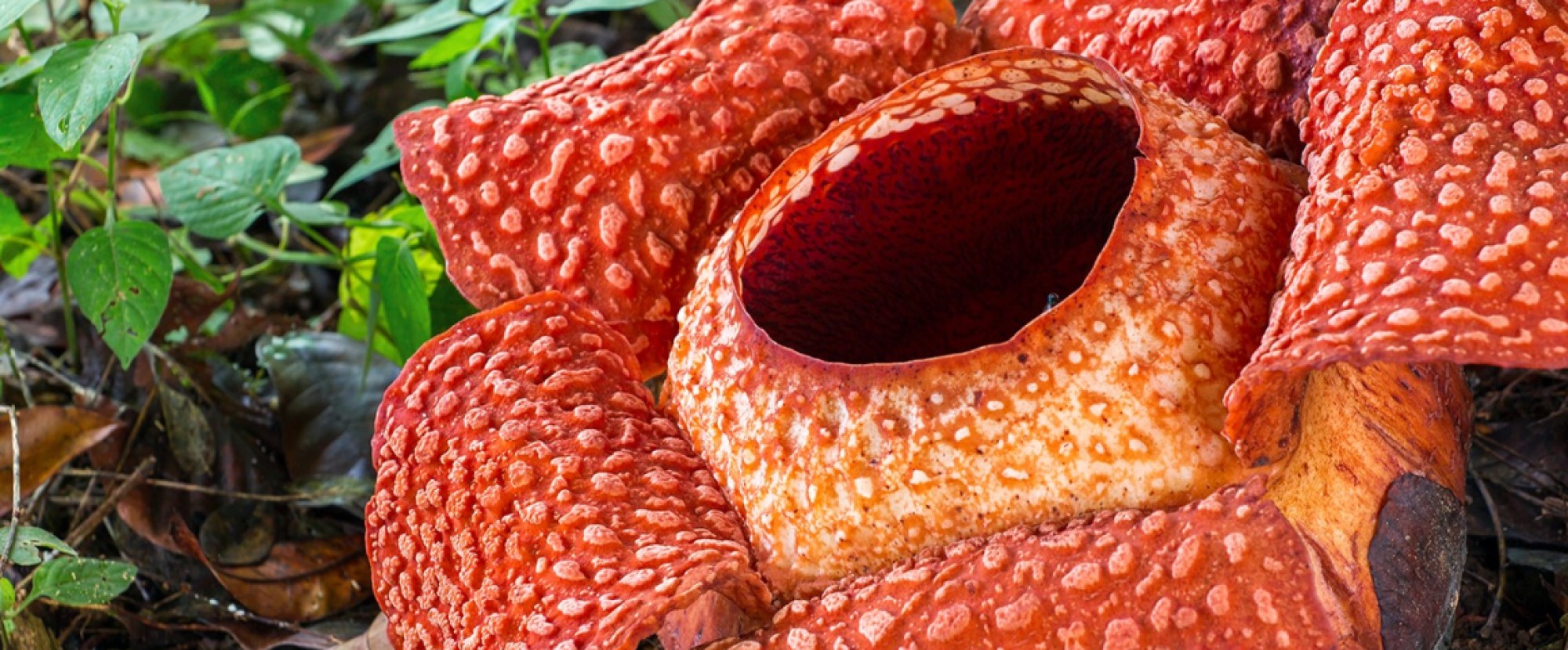 Club Med - 4D3N Borneo, Malaysia photo 1129