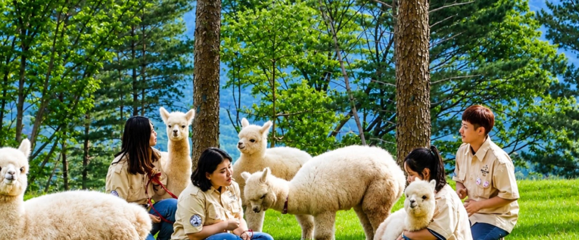 6D4N SEOUL/JEONJU/ALPACA WORLD photo 957