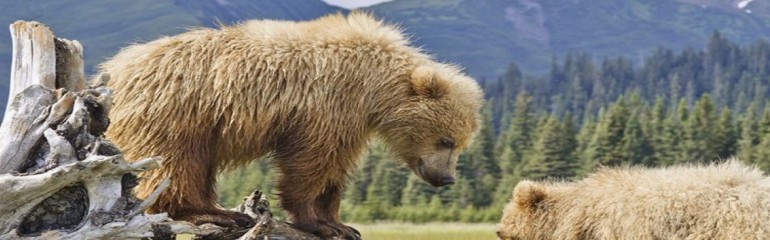 10 Days Spectacular Alaska