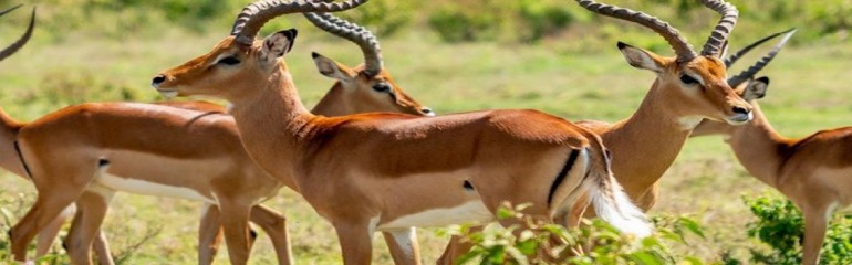 10 Days On Safari in Kenya