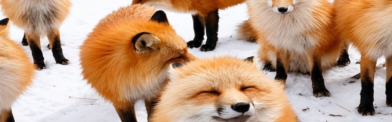 8D7N Nikko, Tohoku & Hakodate